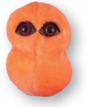 GM.PNEUMONIA  Streptococcus pneumoniae Plush Microbe