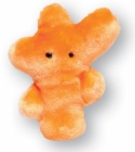 GM.TRICHOP Trichopyton... (Athlete's foot) Plush Microbe