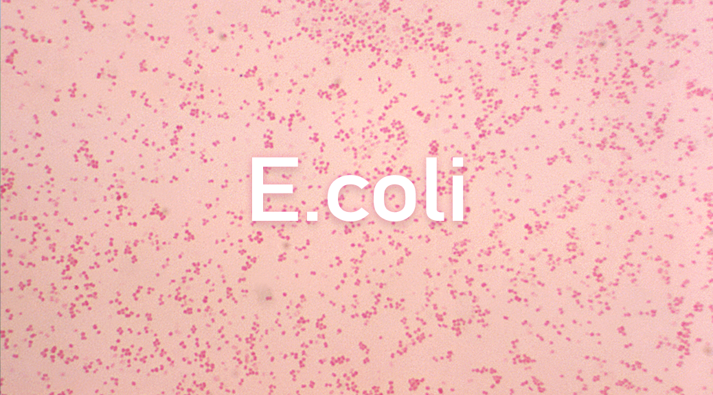 E.Coli