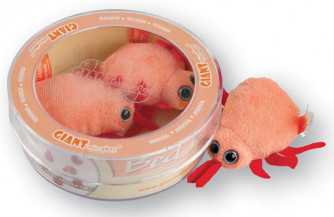 Cimex Lectularius (Bed Bug) Mini Microbe Set